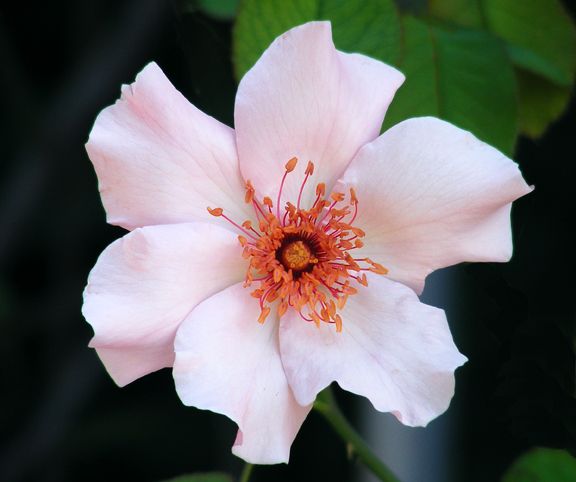 Dainty Bess photo db2013_08290035a_zps66390473.jpg